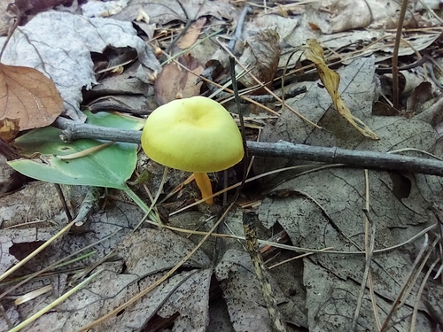 Hygrocybe parvula (Photo 3 of 8)