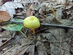 Hygrocybe parvula (Photo 3 of 8)