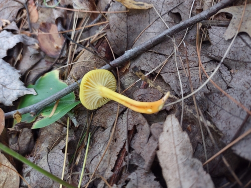 Hygrocybe parvula (Photo 4 of 8)