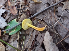 Hygrocybe parvula (Photo 4 of 8)