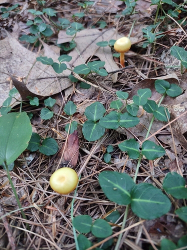 Hygrocybe parvula (Photo 5 of 8)