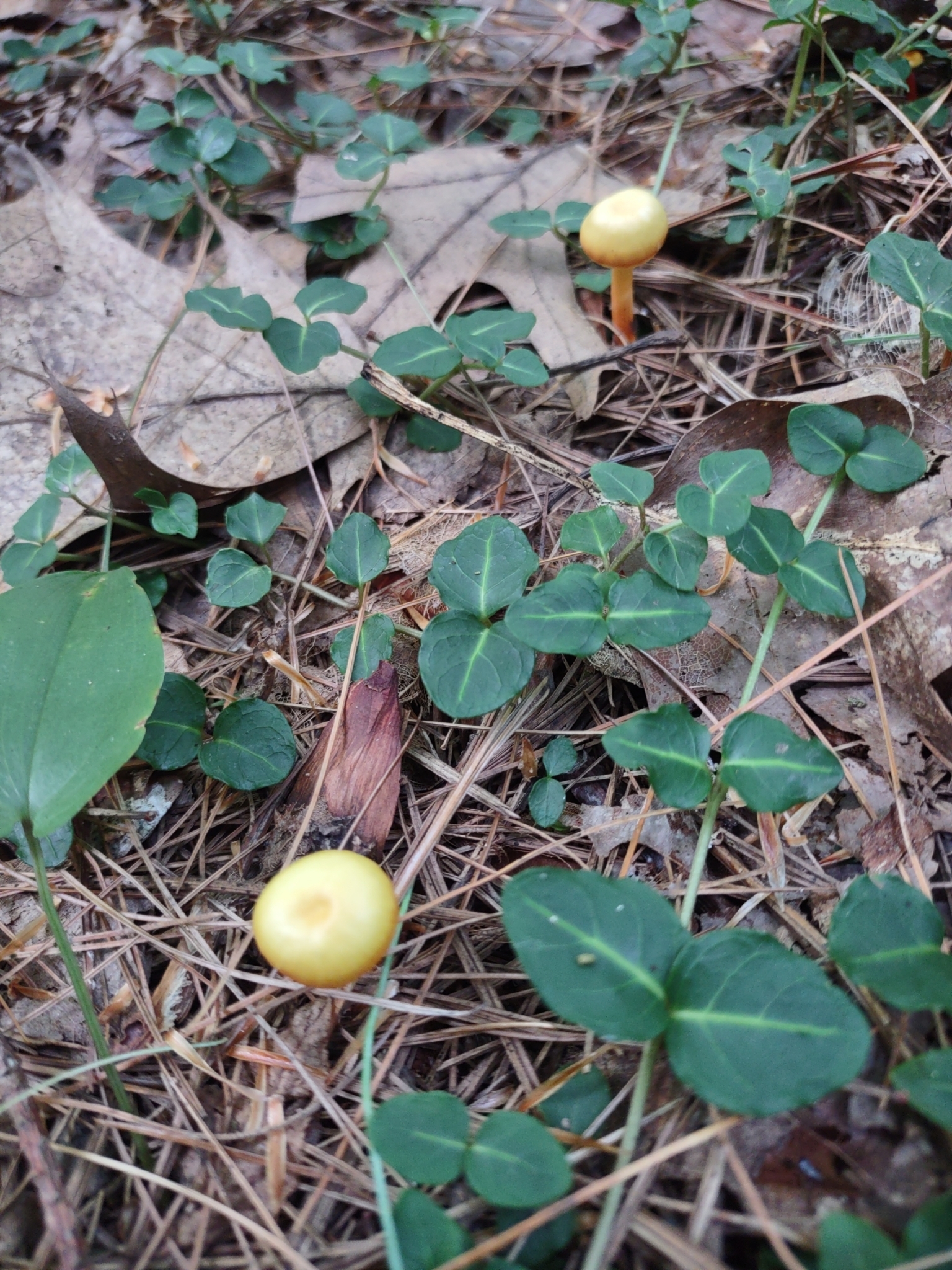 Hygrocybe parvula (Photo 5 of 8)