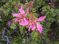 Bauhinia lunarioides