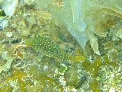 Canthigaster solandri
