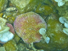 Fungia fungites