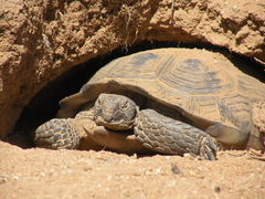 Mojave Desert Tortoise photo 3