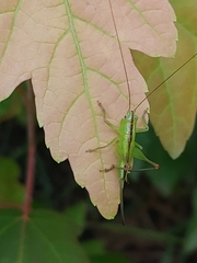 Anisoptera