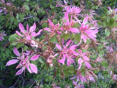 Bauhinia lunarioides