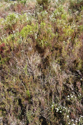 Image of Erica mauritanica by (c) Tony Rebelo, some rights reserved (CC BY-SA)