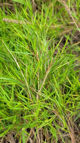 Image of Dichanthelium aciculare by no rights reserved