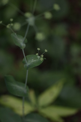 Bupleurum longifolium