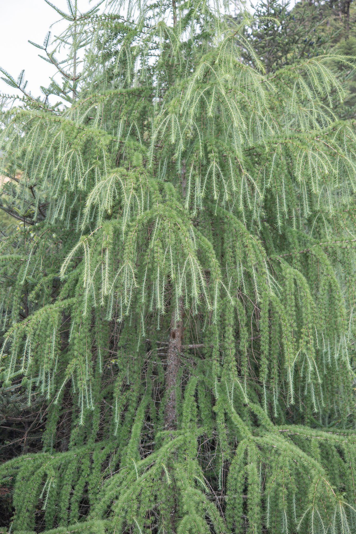 Sikkim Larch (Larix griffithii)