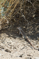 Dipsosaurus dorsalis dorsalis