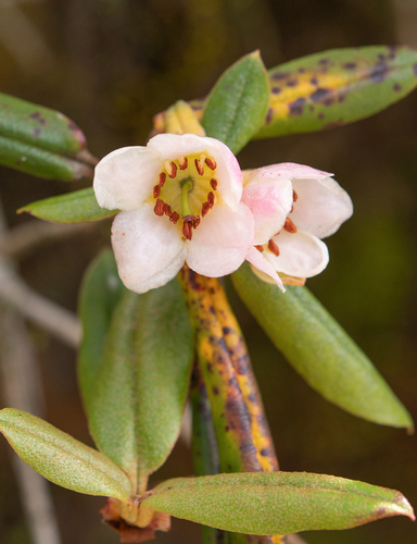 Rhododendron camelliiflorum