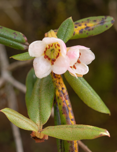 Rhododendron camelliiflorum, photograph 1