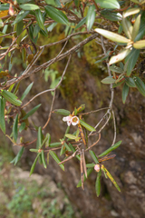 Rhododendron camelliiflorum, photograph Morten Ross, CC BY, iNaturalist via GBIF