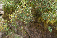 Rhododendron camelliiflorum, photograph Morten Ross, CC BY, iNaturalist via GBIF