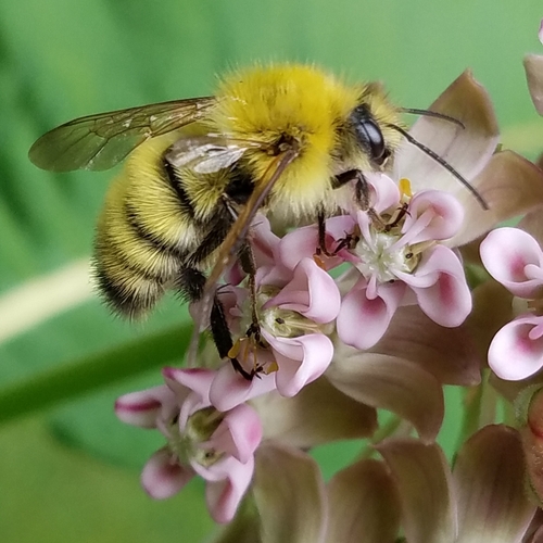 Perplexing Bumble Bee