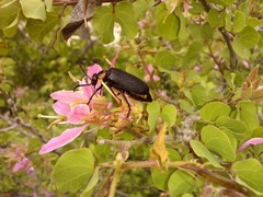 Lytta cribrata