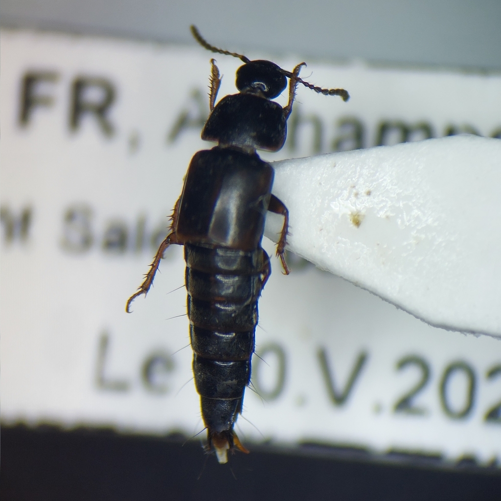 Tachinus lignorum
