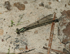 Argia tibialis