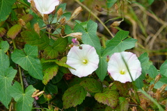 Calystegia subacaulis