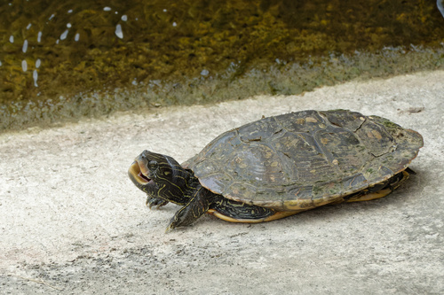Common Map Turtle, Graptemys geographica