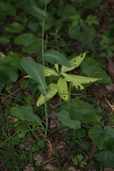 Bupleurum longifolium
