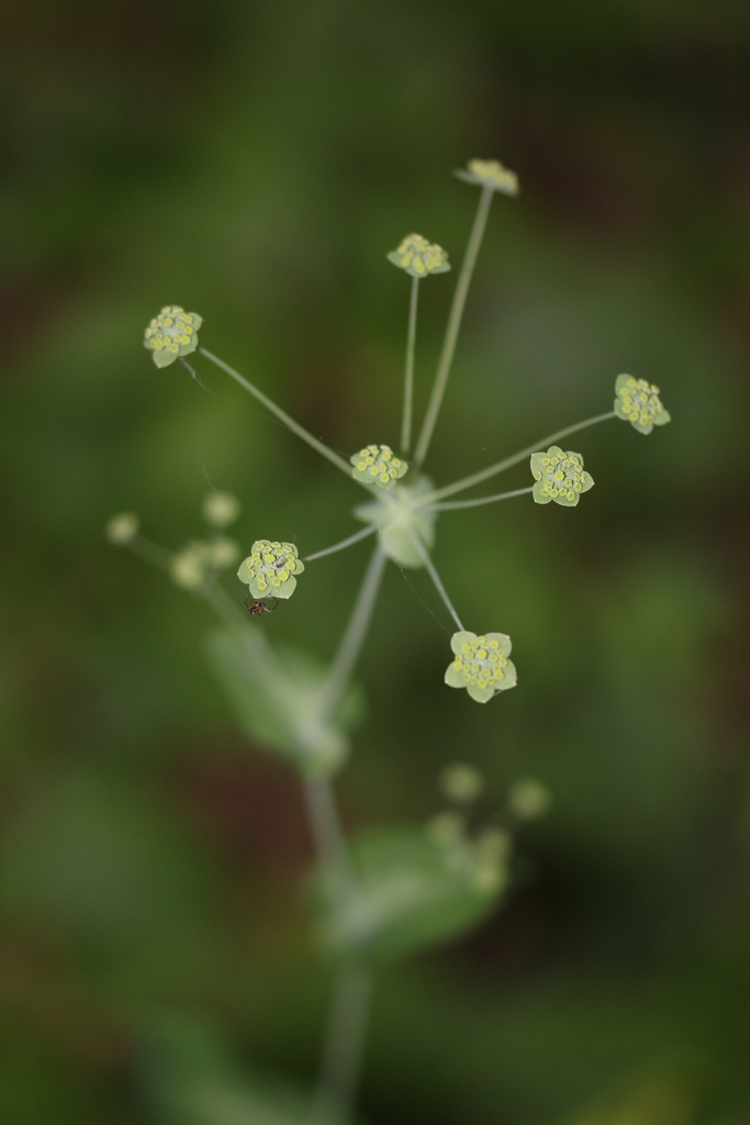 Long-leaved Hare's-ear