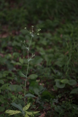 Bupleurum longifolium