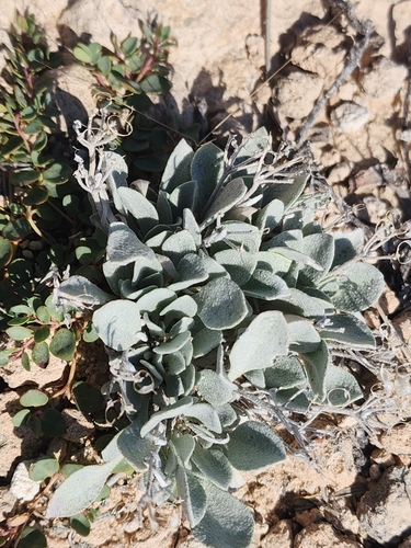 Image of Physaria ovalifolia by no rights reserved