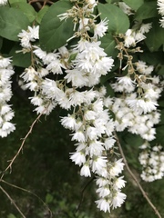 Deutzia