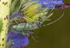 Phytoecia caerulescens