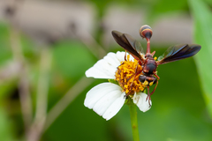 Physocephala sagittaria