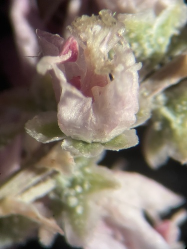 Tamarix chinensis, photographed by an iNaturalist contributor