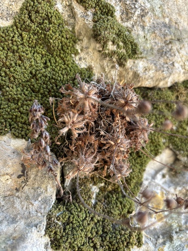 Saxifraga globulifera, photograph 5