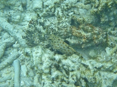 Epinephelus merra