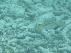 Epinephelus merra