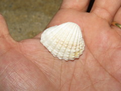 Tegillarca granosa