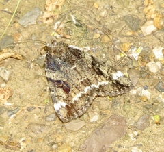 Catocala minuta