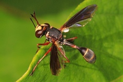 Physocephala sagittaria