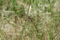 Libellula auripennis