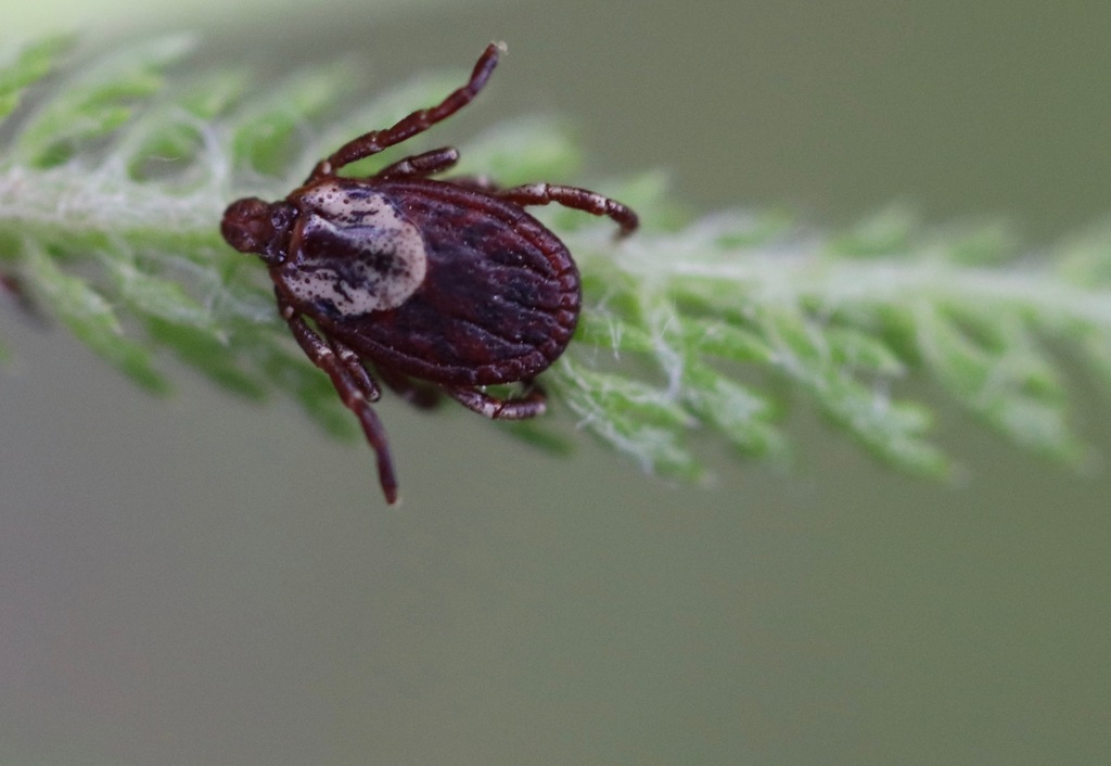 American Dog Tick (Dermacentor variabilis) showing ornate white/grey dorsal scutum markings — research-grade photo via iNaturalist