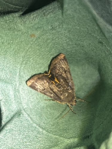 Lesser Broad-bordered Yellow Underwing photo 5