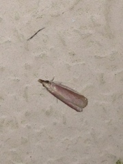 Peoria roseotinctella