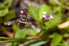 Exoprosopa brevirostris