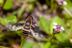 Exoprosopa brevirostris