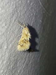Cynaeda