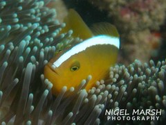 Amphiprion sandaracinos