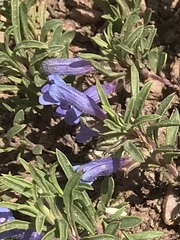 Penstemon caespitosus